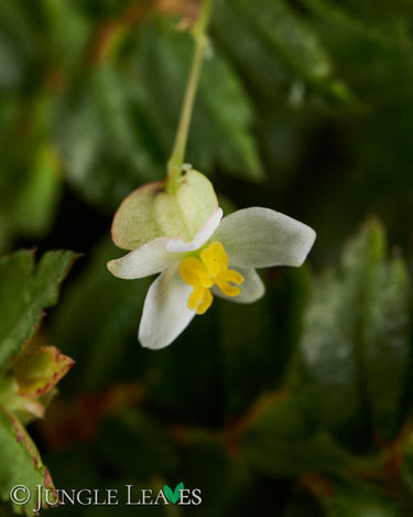 Begonia foliosa
