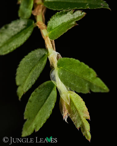 Begonia foliosa
