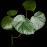 Begonia gueritziana