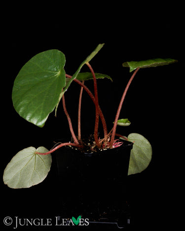 Begonia gueritziana