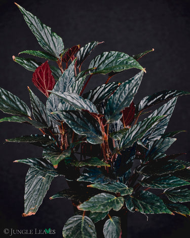 Begonia hatacoa 'Purple'