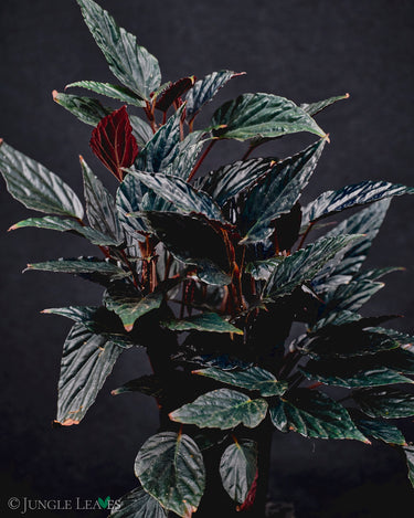 Begonia hatacoa 'Purple'