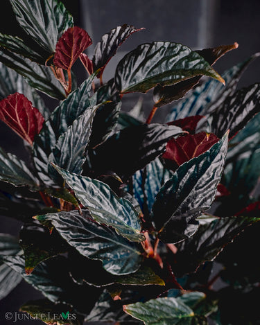 Begonia hatacoa 'Purple'