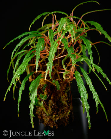 Begonia henrilaportei