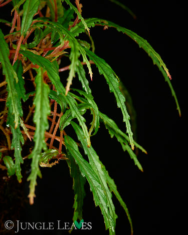 Begonia henrilaportei