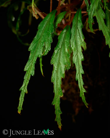 Begonia henrilaportei
