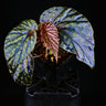 Begonia kapuashuluensis x chlorosticta 'Dark'