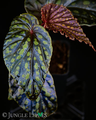 Begonia kapuashuluensis x chlorosticta 'Dark'