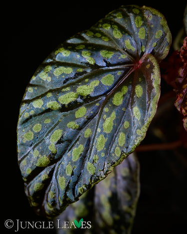 Begonia kapuashuluensis x chlorosticta 'Dark'