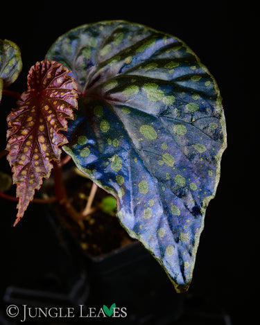 Begonia kapuashuluensis x chlorosticta 'Dark'