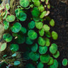 Begonia lichenora