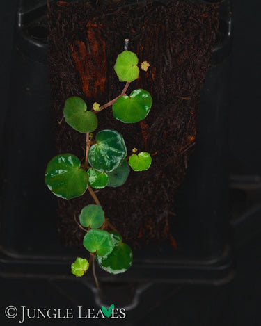 Begonia lichenora