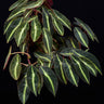 Begonia listada