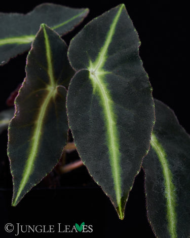Begonia listada
