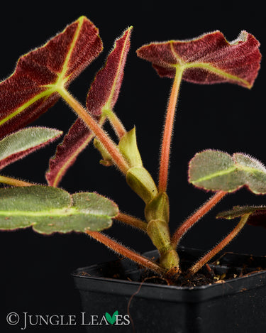 Begonia listada