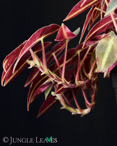 Begonia listada