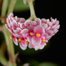 Begonia longipetiolata