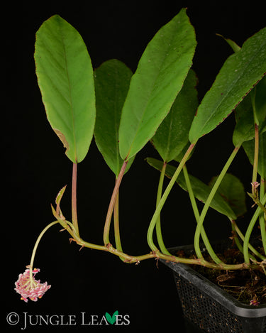 Begonia longipetiolata