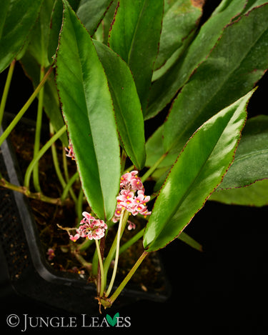 Begonia longipetiolata