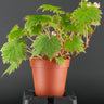 Begonia lyallii f. masoalensis