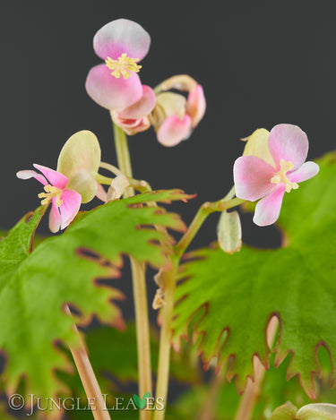 Begonia lyallii f. masoalensis