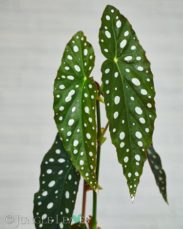 Blattdetail