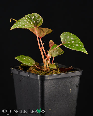 Begonia malachosticta