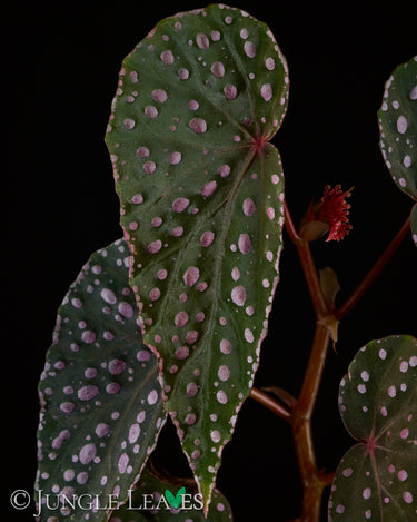 Begonia malachosticta