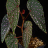 Begonia malachosticta