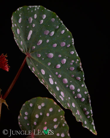 Begonia malachosticta