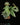 Begonia ✕ malipoensis 'White Snow' (B. hemsleyana ✕ versicolor)
