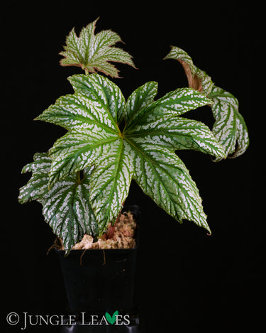 Begonia ✕ malipoensis 'White Snow' (B. hemsleyana ✕ versicolor)
