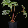 Begonia ✕ malipoensis 'White Snow' (B. hemsleyana ✕ versicolor)