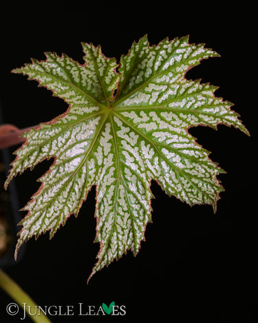 Begonia ✕ malipoensis 'White Snow' (B. hemsleyana ✕ versicolor)