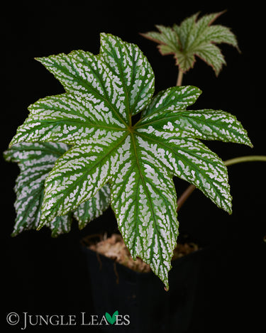 Begonia ✕ malipoensis 'White Snow' (B. hemsleyana ✕ versicolor)