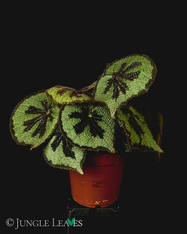 Begonia masoniana 'Mountain'