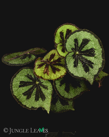 Begonia masoniana 'Mountain'