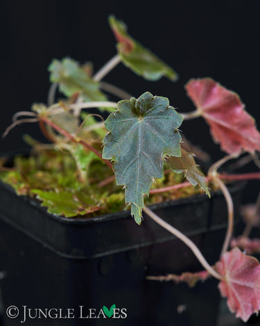 Begonia maurandiae (sp. Lita / U560)