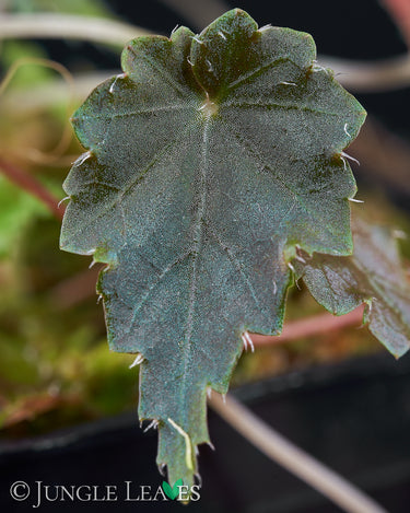 Begonia maurandiae (sp. Lita / U560)