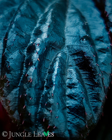 Begonia metallicolor