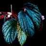 Begonia metallicolor
