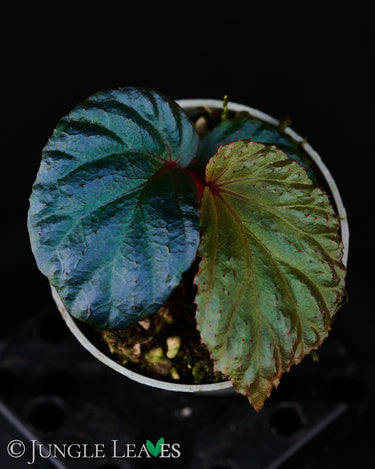 Begonia metallicolor