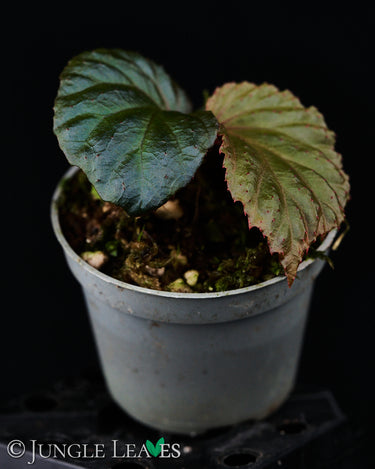 Begonia metallicolor
