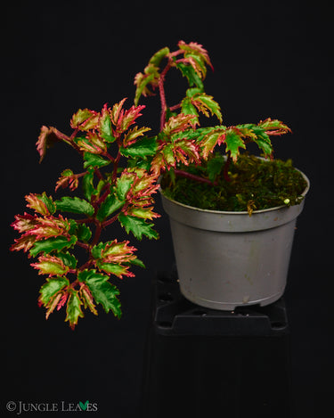 Begonia minutifolia