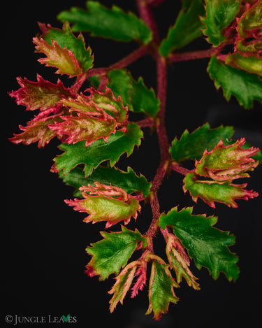 Begonia minutifolia