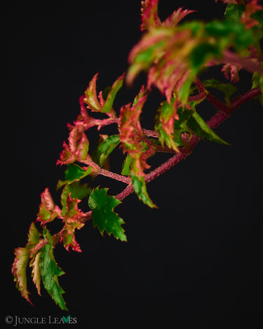 Begonia minutifolia