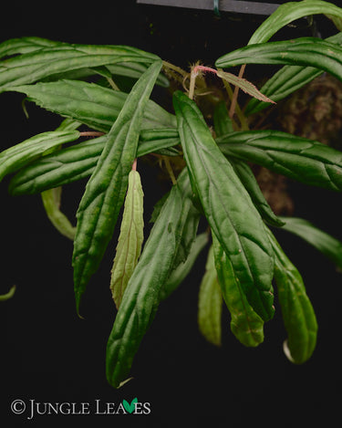 Begonia montis-elephanthis