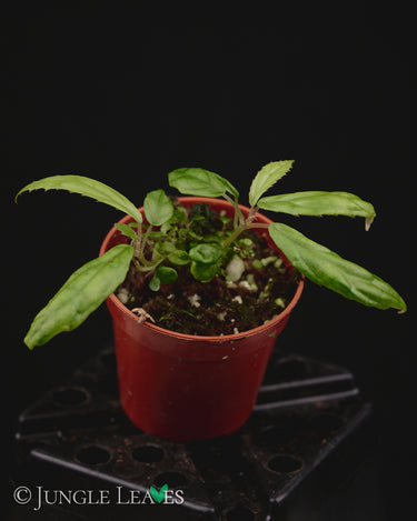 Begonia montis-elephanthis
