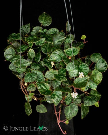 Begonia nigritarum
