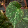 Begonia nigritarum
